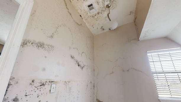  Rio Rancho Estates, NM Mold Removal Pros