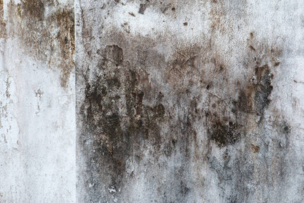 Best Mold Removal for HVAC Installations  in Rio Rancho Estates, NM