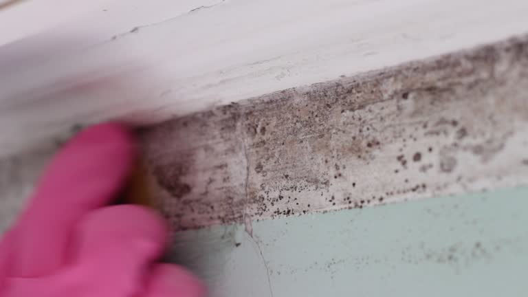 Best Dehumidification Services  in Rio Rancho Estates, NM